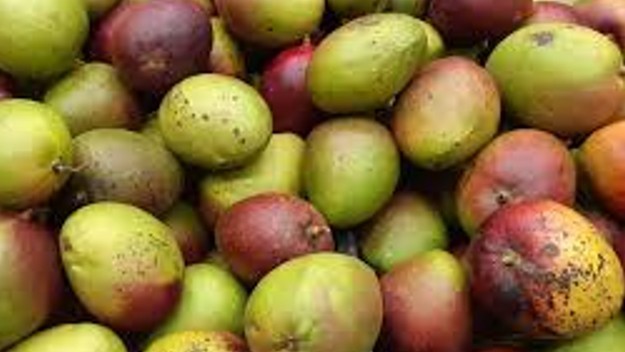 bea 0310 mango antr.jpg